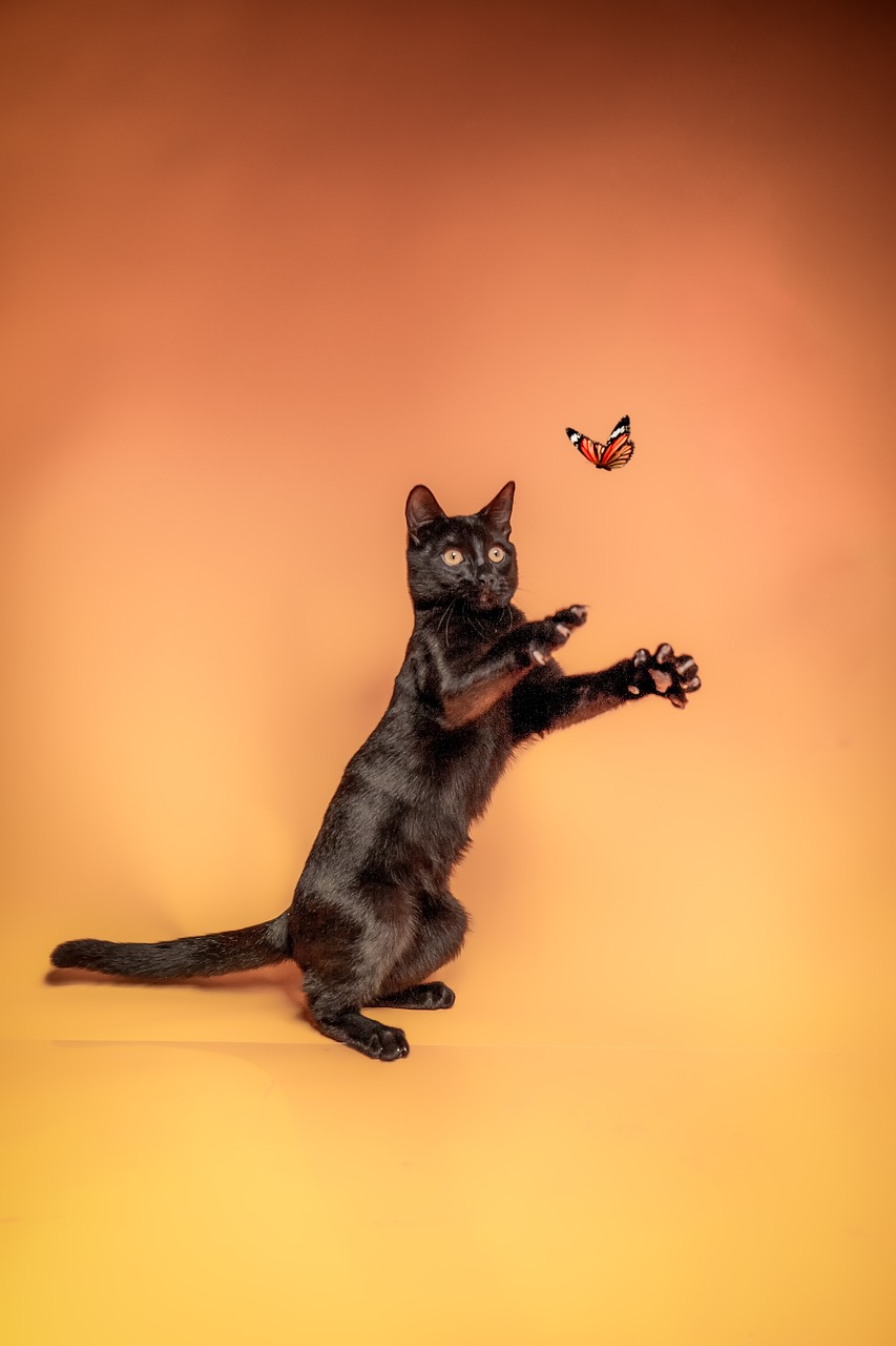 Pet Photography Lighting: Secrets to Capturing the Perfect Shot