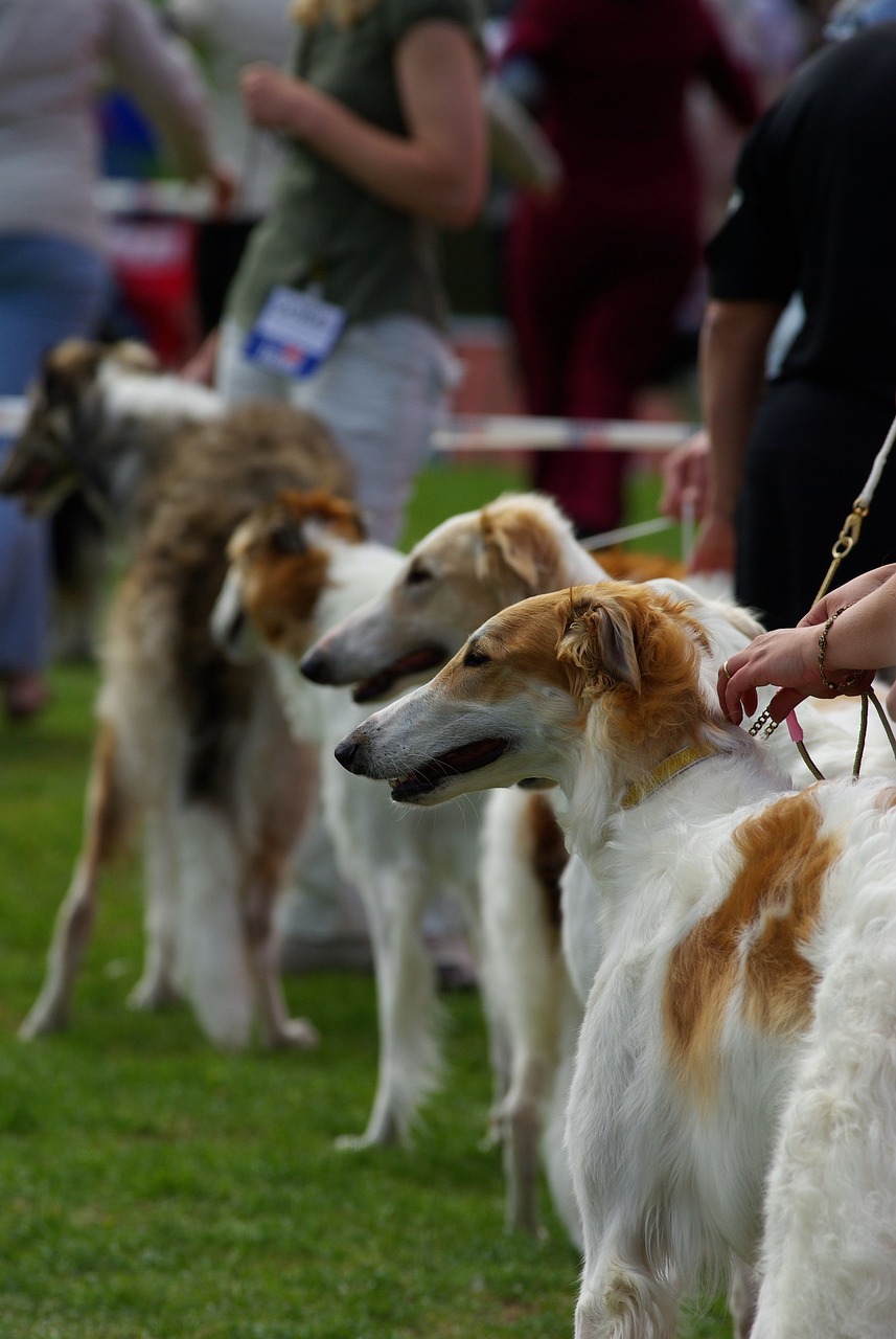 Photographing Pet Events - Dog Shows and Competitions