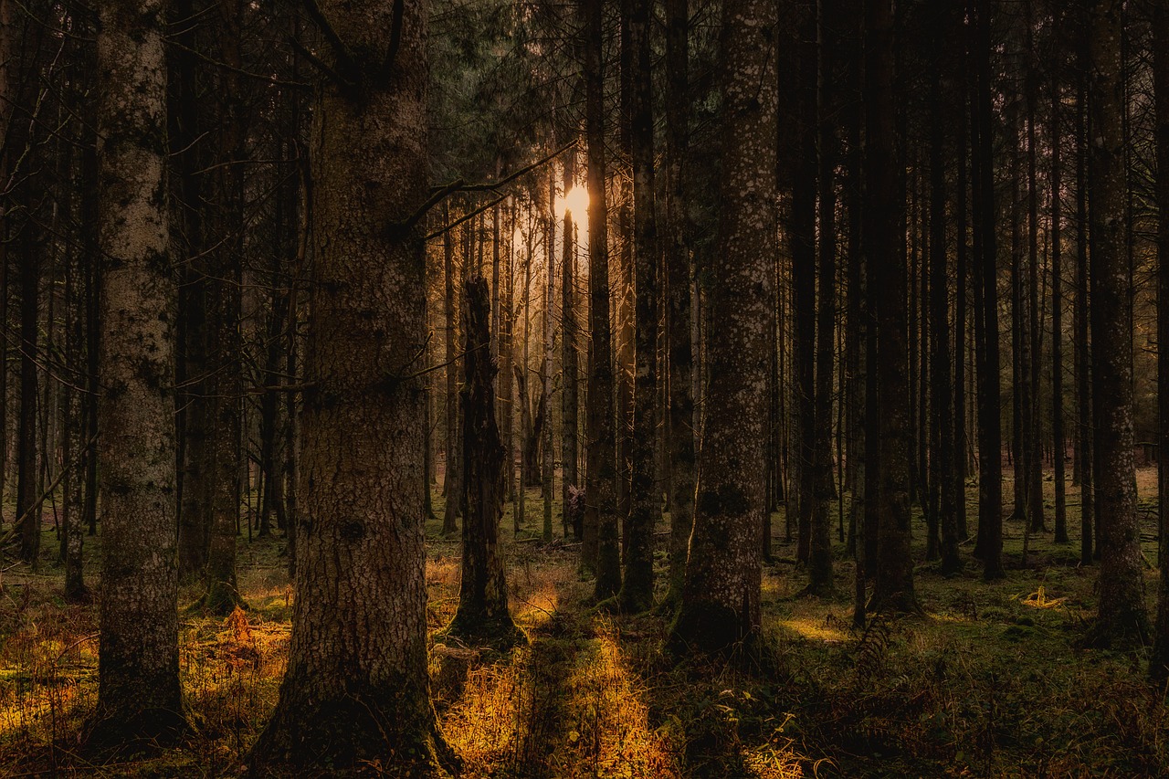 Photographing Forests: Embracing the Beauty of Woodlands