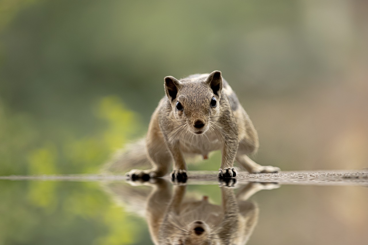 Wildlife Photography on the Move: Tips for Photographing in Action
