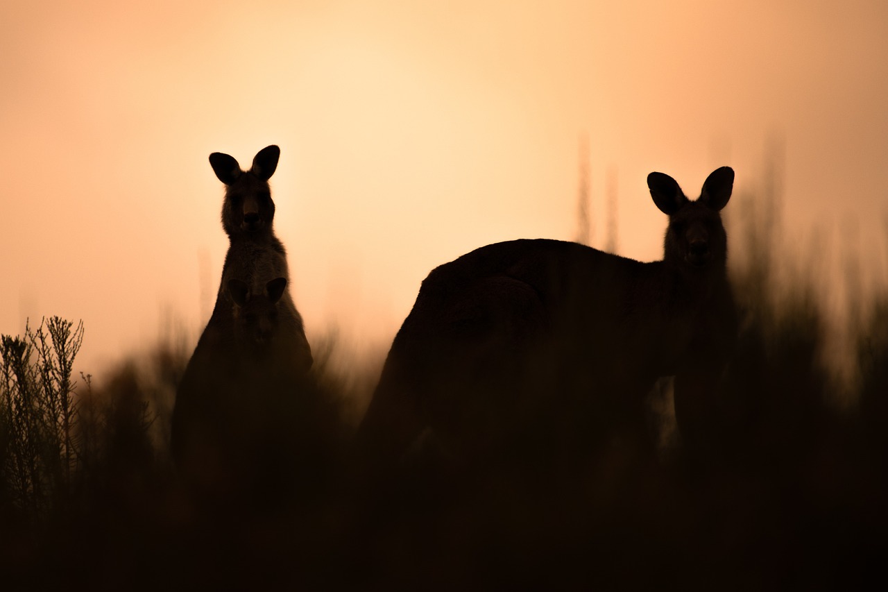 Silhouettes and Shadows: Creating Dramatic Wildlife Images