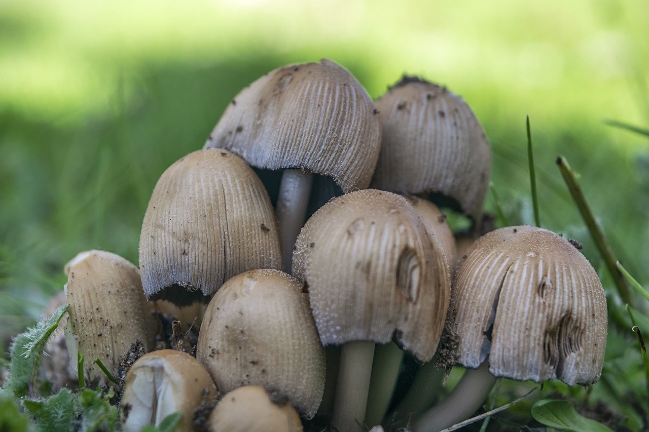Macro photography of fungi