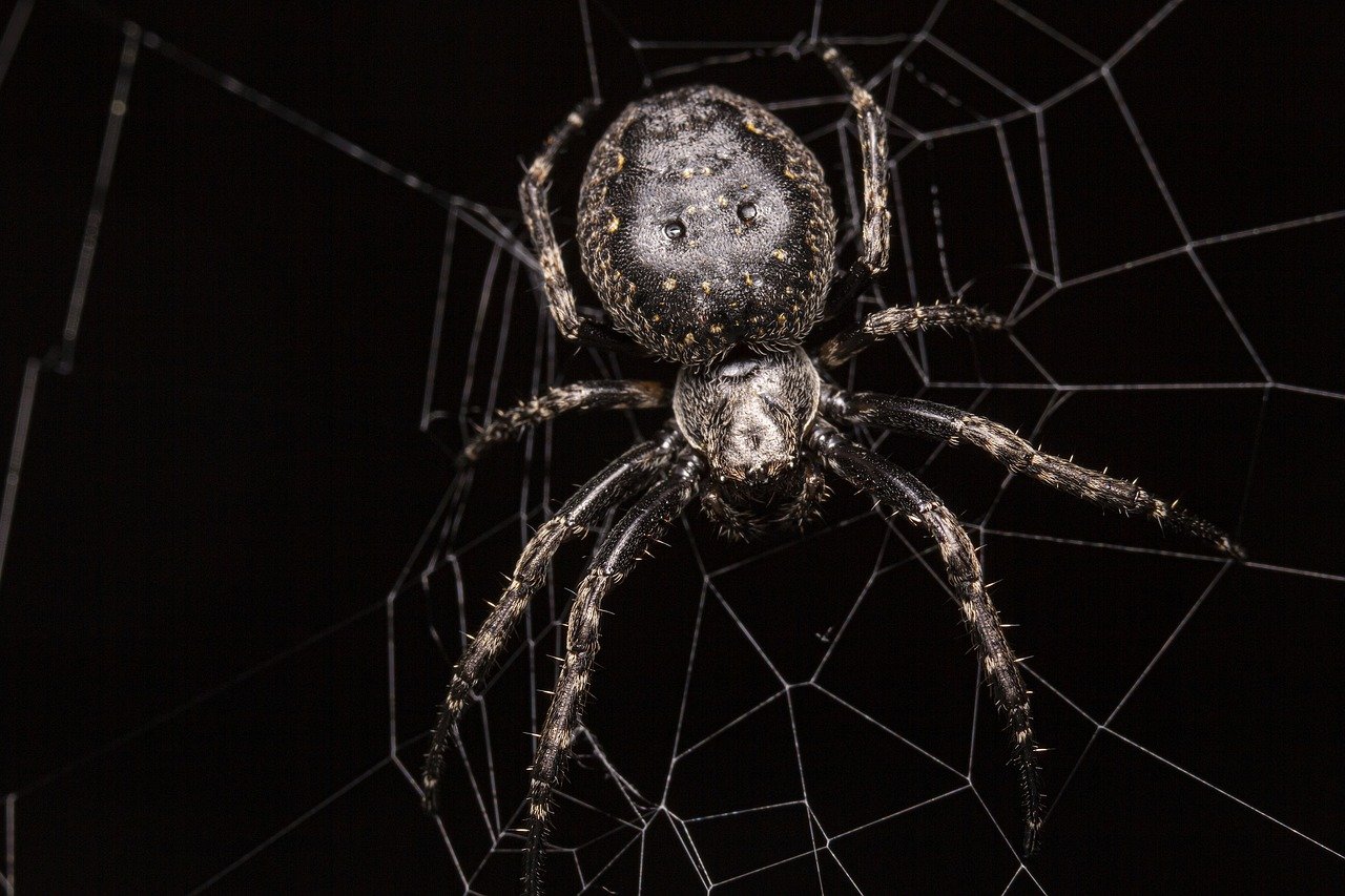 Macro photography of spiderwebs