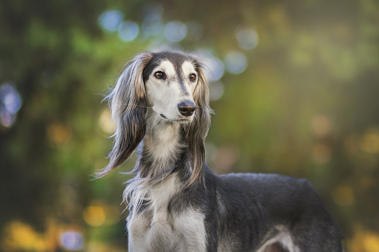 Creating Dreamy Bokeh Effects in Dog Portraits