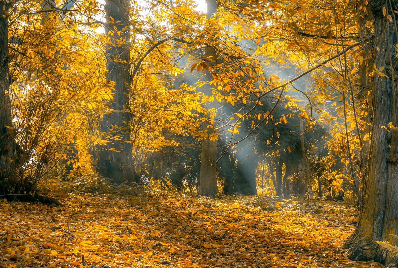 Capturing Vibrant Foliage: Graduated Yellow Filters in Autumn Photography