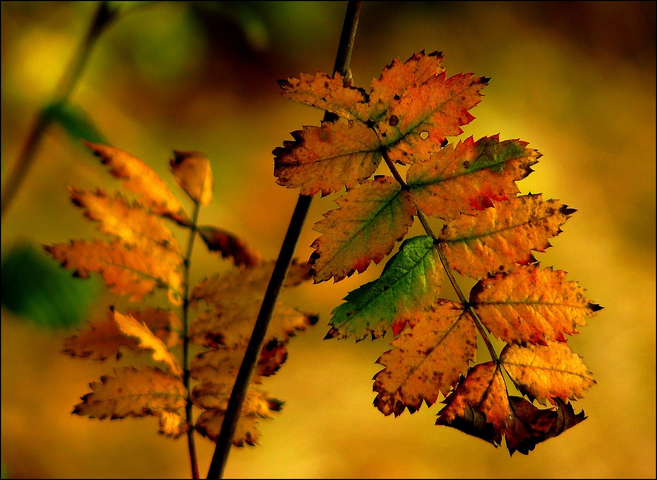 Warming Filters: Your Secret Weapon for Vibrant Autumn Shots