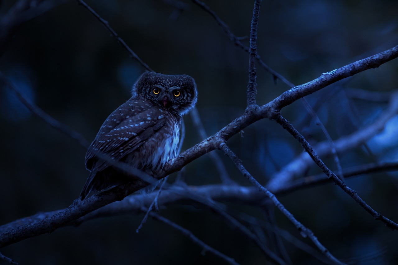 Night Owl Photography: Tips for Nocturnal Birding