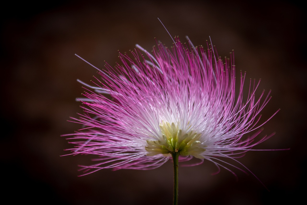 Tips for Shooting Flowers in Windy Conditions