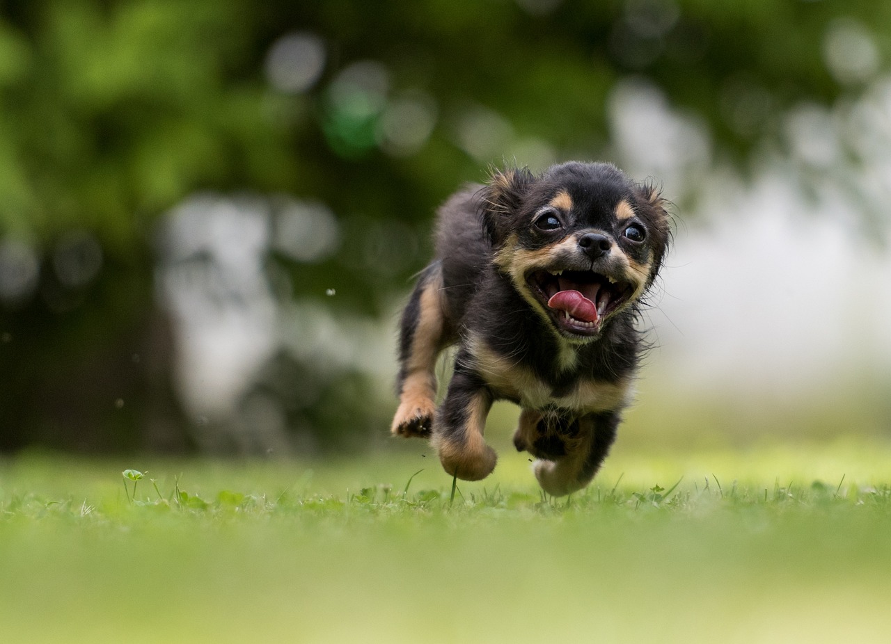 10 Tips for Capturing Perfect Action Shots of Dogs
