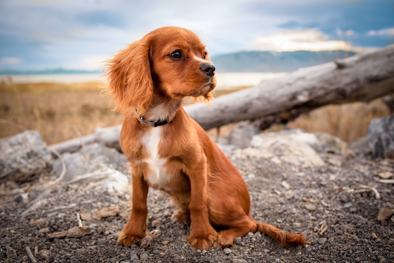 Mastering Depth of Field in Dog Photography