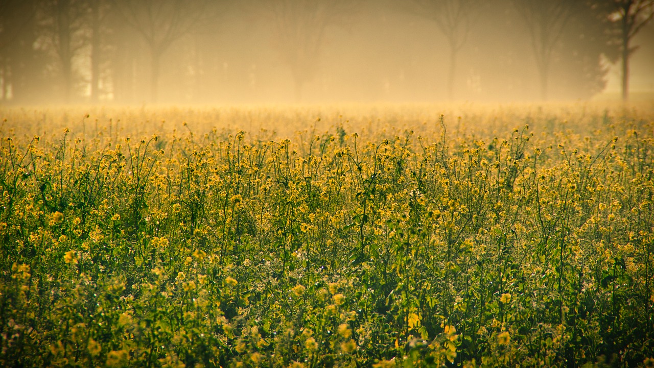 Adding Warmth to Your Photos: Graduated Yellow Filters Unveiled