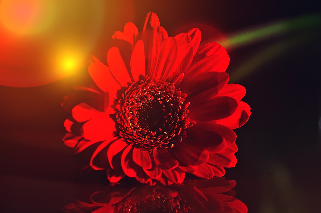 Light Painting A Flower – How To Do Fine Art Photography