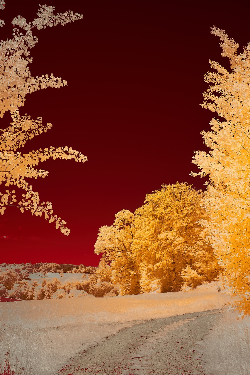 The Ethereal Beauty of Infrared Fine Art Photography