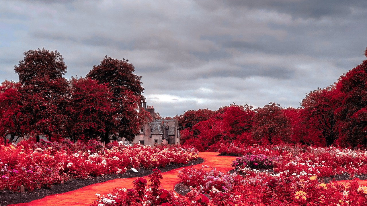 Exploring the World of Infrared Flower Photography
