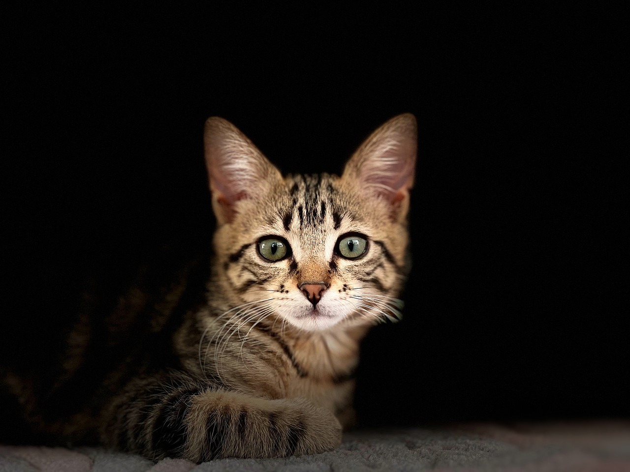The Art of Composition: Framing Your Feline Friends in Photos