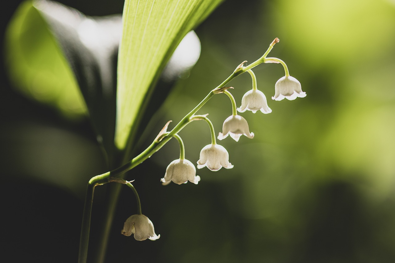 Creating Dreamy Bokeh in Flower Photography