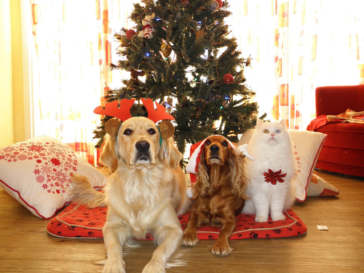 Creating Memorable Holiday Themed Dog Photos