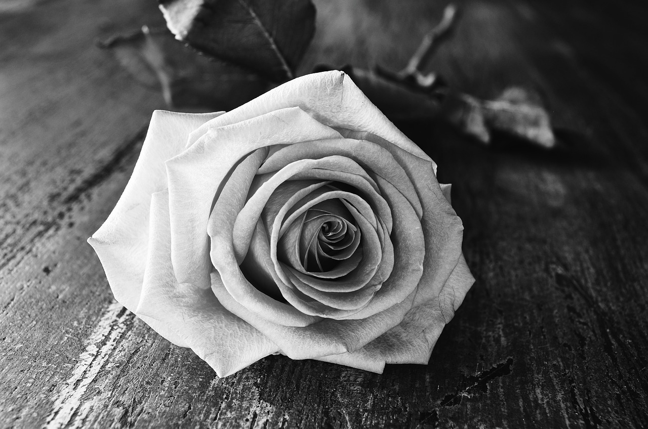 Exploring the Beauty of Black and White Flower Photography