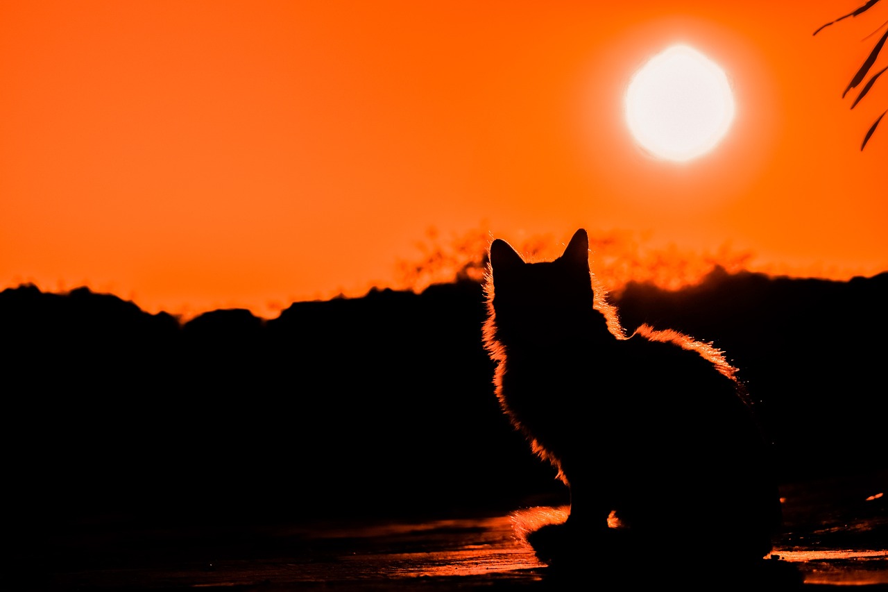 Mastering the Art of Cat Silhouette Photography