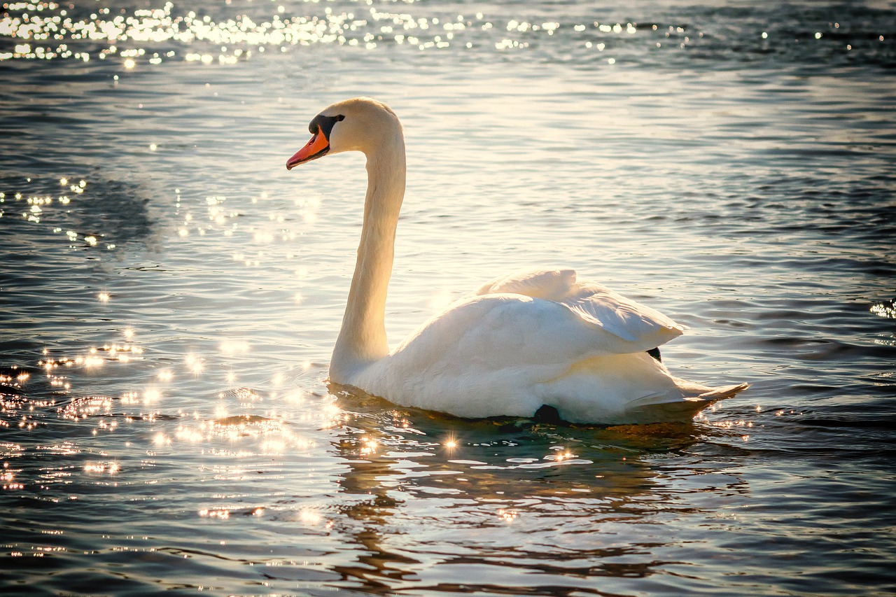 Photographing Water Birds: Ducks, Swans, and More