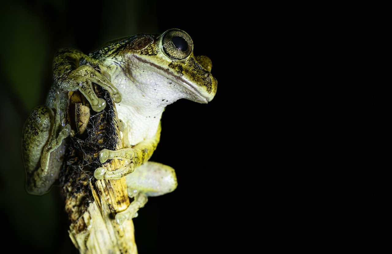 Techniques for Nighttime Wildlife Photography
