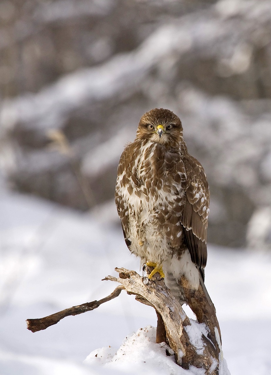 Essence of Winter: Photographing Birds in their Element