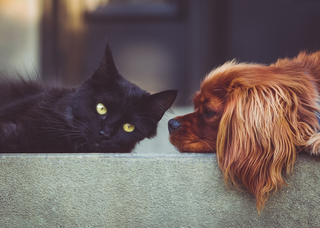 Pet Photography: Capturing the Essence of Your Furry Friends