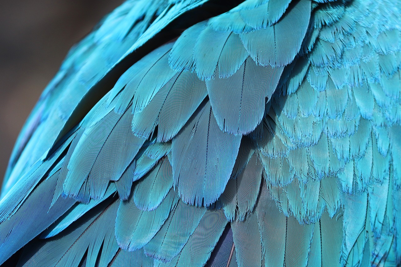 Macro Photography of Feathers