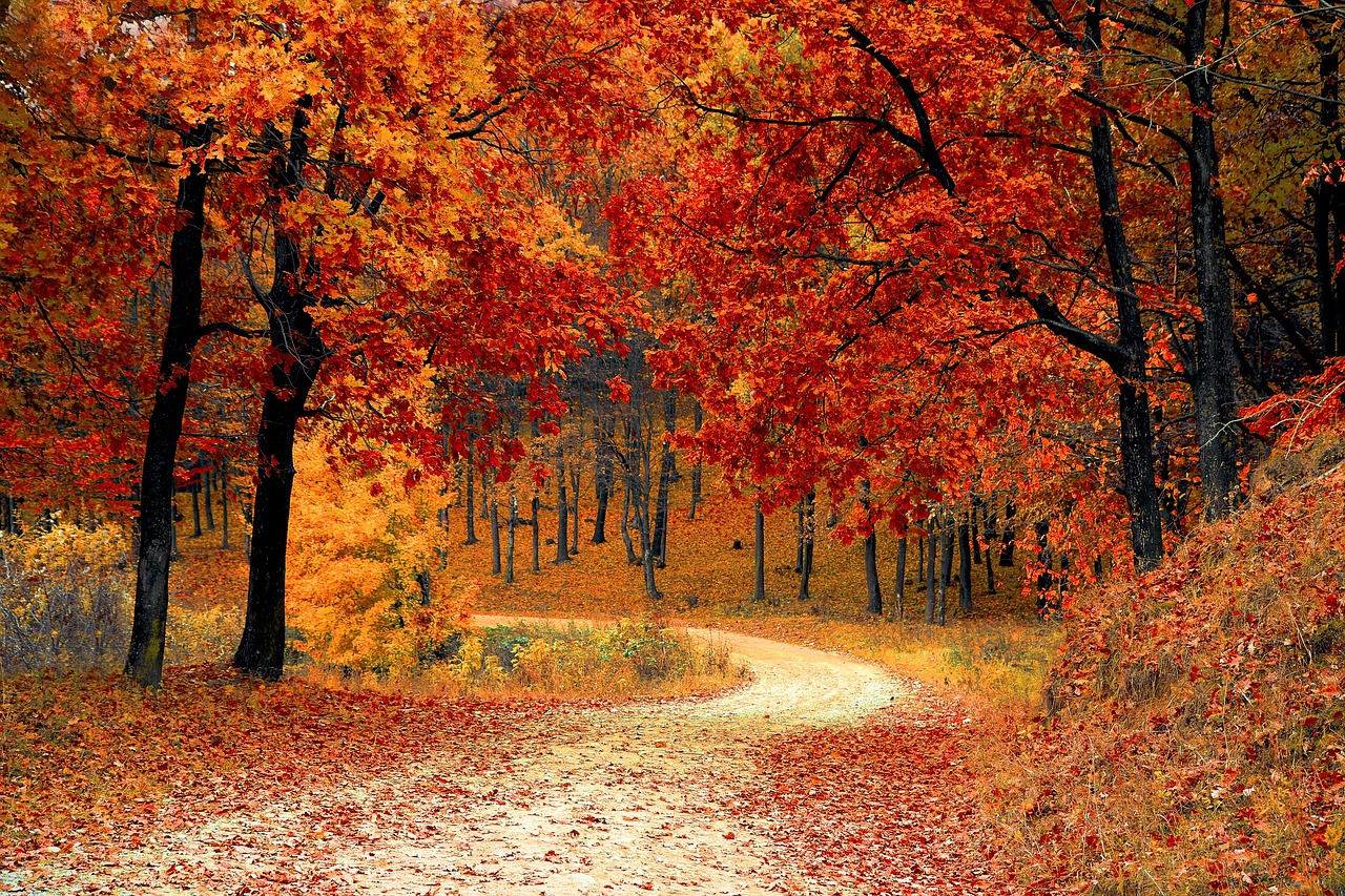 Capturing the Essence of Autumn: A Fall Foliage Photoshoot Guide
