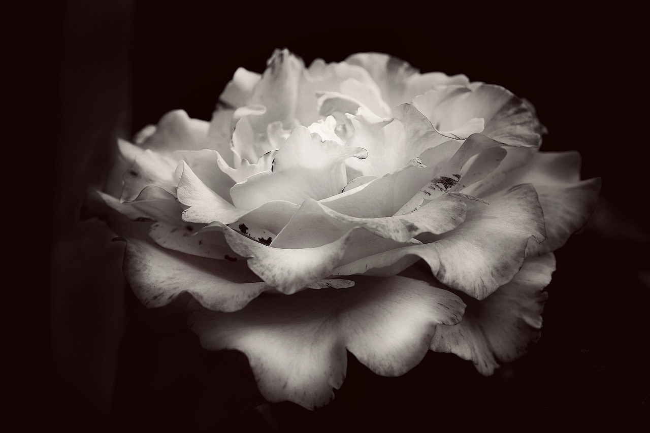 Black and White Flower Photography