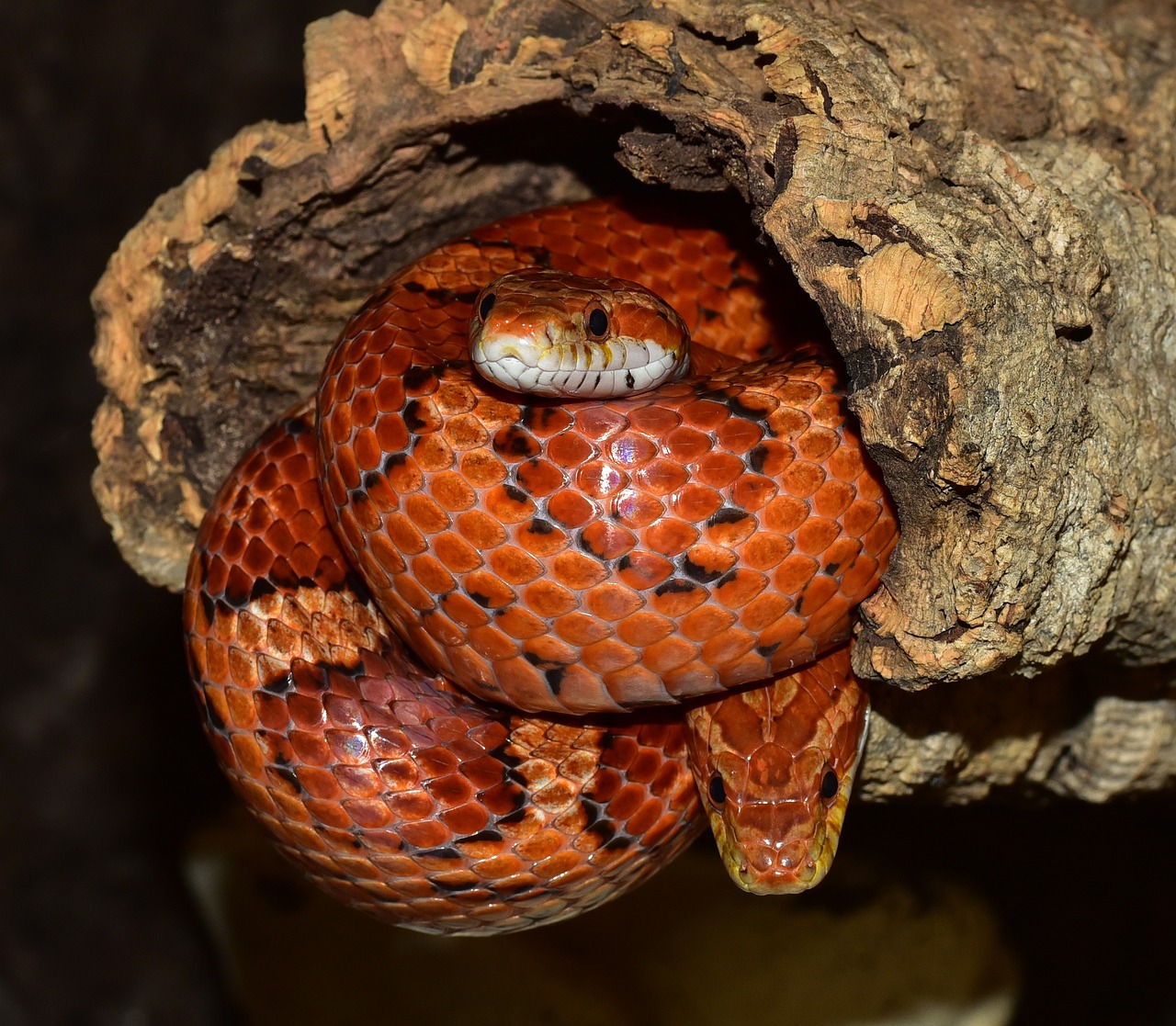 Getting Up Close and Personal with Snakes for Stunning Pictures